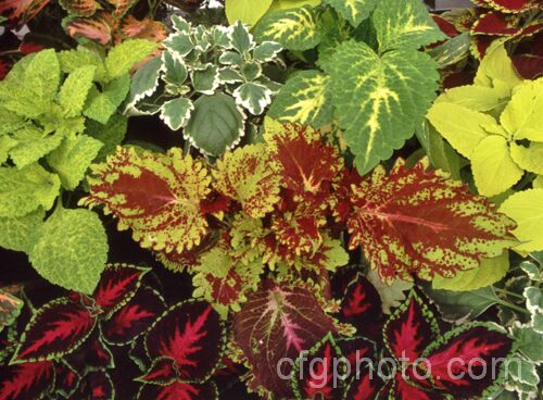 Some of the many cultivars of Coleus (<i>Solenostemon scutellarioides</i>). Originally native to Southeast Asia, this tender shrubby perennial occurs in many coloured foliage forms.