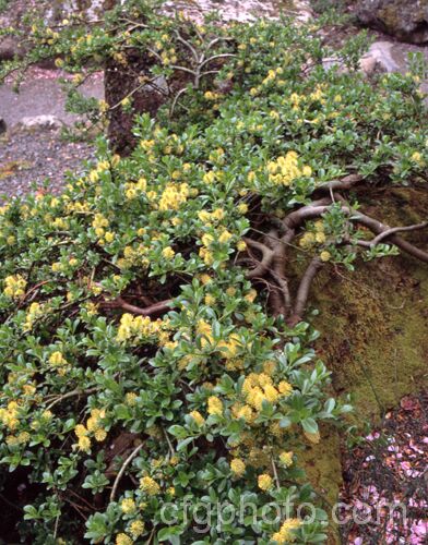 Creeping Willow (<i>Salix repens</i>), a low, spreading, deciduous shrub found in cool-temperate areas from Europe to Siberia. It seldom exceeds 12m tall and is popular as a large-scale groundcover for rockeries