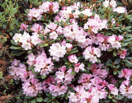Rhododendron callimorphum, a compact, heavy-flowering shrub that grows to around 1m high x 1.5m wide. It is native to Yunnan and northwest Burma at around 2,500-3,500m