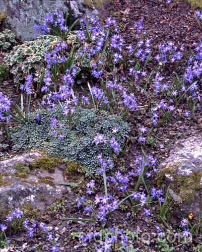 Glory-of-the-Snow (<i>Scilla luciliae [syn. Chionodoxa luciliae]), a small bulb that flowers in late winter and early spring. It is native to western Turkey and found at around 2000m altitude. scilla-2491htm'>Scilla.