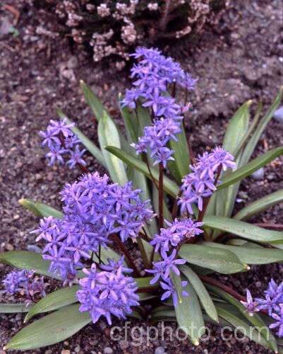 Scilla sardensis (syn. Chionodoxa sardensis</i>), a late-winter to spring-flowering bulb native to western Turkey. Its flowers are usually a, overall mid-blue shade, without the white eye of the common. Glory-of-the-Snow (<i>Chionodoxa luciliae</i>) and Chionodoxa forbesii. It is also a rather more robust plant, with flower heads that can be over 30cm tall scilla-2491htm'>Scilla.