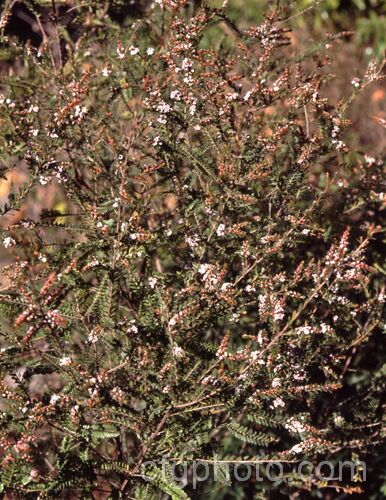 Grampians. Thryptomene (<i>Thryptomene calycina</i>), an evergreen, late winter- to spring-flowering 15-18m high shrub native to western Victoria, Australia, particularly the Grampian region. thryptomene-2918htm'>Thryptomene. .