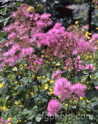 Thalictrum minus, a late spring- to summer-flowering Eurasian perennial that grows to around 15m tall. Its flowers are usually pale yellow but may alternatively be a purplish shade. thalictrum-2040htm'>Thalictrum.