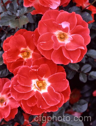 Rosa 'Matangi' (seedling x 'Picasso'), a heavy-flowering. Cluster-flowered (<i>Floribunda</i>) bush rose raised by McGredy of New Zealand and introduced in 1974. Order: Rosales, Family: Rosaceae