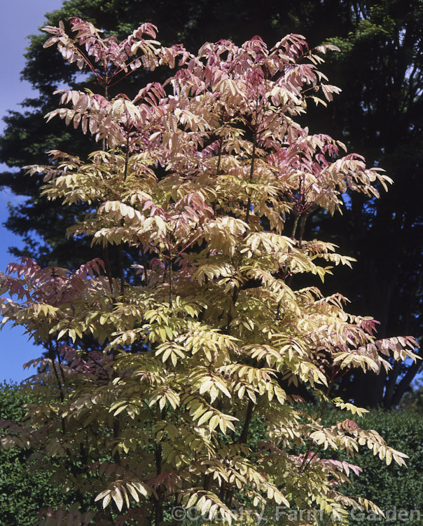 Toona sinensis (syn. Cedrela sinensis</i>) 'Flamingo', a deciduous. Chinese tree with bright pink spring foliage. This cultivar has a creamy yellow phase, shown here, between the pink spring and the green summer leaves. Order: Sapindales, Family: Meliaceae