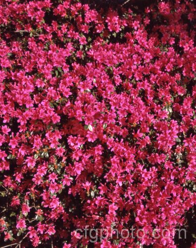 Rhododendron (evergreen azalea</i>) 'Amoena', a cultivar with tiny hose-in-hose flowers. It is a form of a plant formerly known as Rhododendron obtusum, which is now regarded as a complex hybrid of several Japanese species