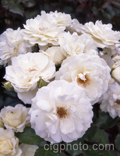 Rosa 'White Ensign' (seedling x 'Sunflare'), a Cluster-flowered (<i>Floribunda</i>) bush introduced in 1988 by Jackson and Perkins. It should not be confused with the 1925. McGredy. Hybrid Tea of the same name. Order: Rosales, Family: Rosaceae