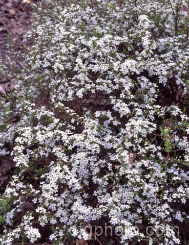 Garland. Spiraea (<i>Spiraea x arguta</i>), a probable hybrid between Spiraea x multiflora and Spiraea thunbergii, this bushy, 2m tall, deciduous shrub produces corymbs of small white flowers in early spring. spiraea-3326htm'>Spiraea.