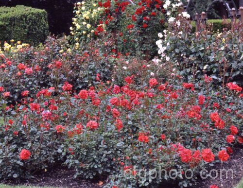 Rosa 'Molly Kirby' (sport of 'Matangi'), a Cluster-flowered (<i>Floribunda</i>) bush raised by Wilson of New Zealand in 1980. In the background are climbing and bush roses. Order: Rosales, Family: Rosaceae