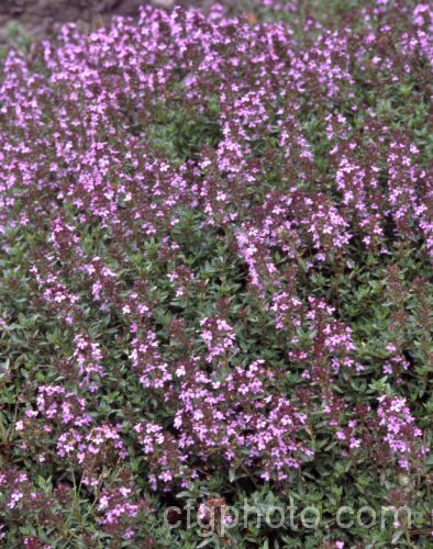 Thymus serpyllum 'Lemon Curd', a cultivar of the common northern European Wild Thyme. It has a vigorous trailing habit, flowers in summer and its foliage has a strong citrus aroma. Order: Lamiales, Family: Lamiaceae