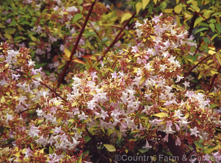 'Frances Mason' is a yellow-foliaged cultivar of Linnaea grandiflora (syn. Abelia x grandiflora</i>), an evergreen shrub, semi-evergreen in cold winters, that grows to around 2m tall It is a hybrid between Linnaea chinensis and Linnaea uniflora, and is popular for hedging. It has attractive summer flowers and golden bronze foliage in autumn and winter. Order: Dipsacales, Family: Caprifoliaceae