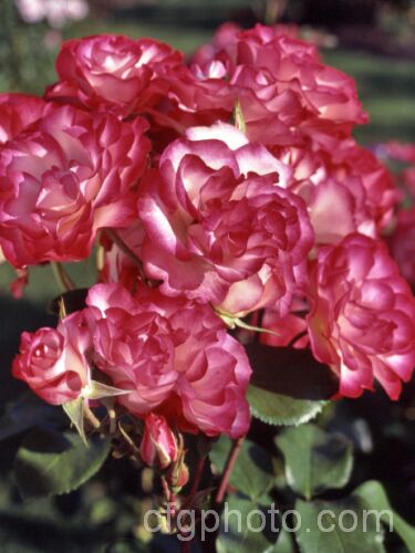 Rosa 'Raspberry. Ice' (syn 'Hannah. Gordon' [seedling x 'Strawberry Ice']), a compact, heavy-flowering. Cluster-flowered (<i>Floribunda</i>) bush raised by Kordes of Germany and introduced in 1983. Order: Rosales, Family: Rosaceae