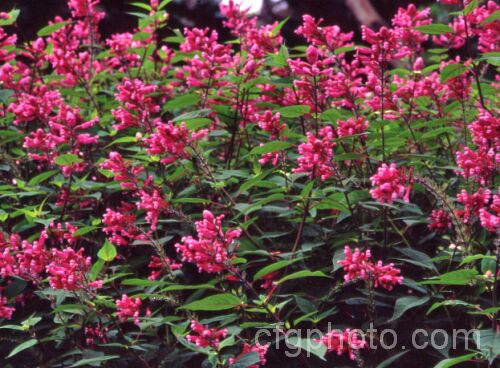 Salvia involucrata, a summer- and autumn-flowering perennial sage native to Mexico. It grows to around 15m tall and develops into a large clump. Both the foliage and flowers have a covering of velvety hairs. Order: Lamiales, Family: Lamiaceae
