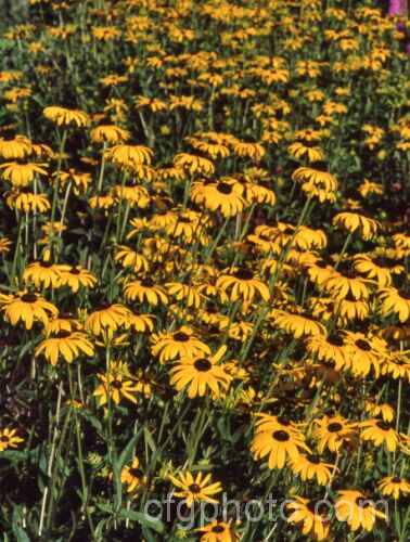Rudbeckia fulgida var. deamii, a 60cm high, simple, single-flowered cultivar of a 1m tall, summer- to autumn-flowering perennial from the eastern United States. rudbeckia-2220htm'>Rudbeckia.