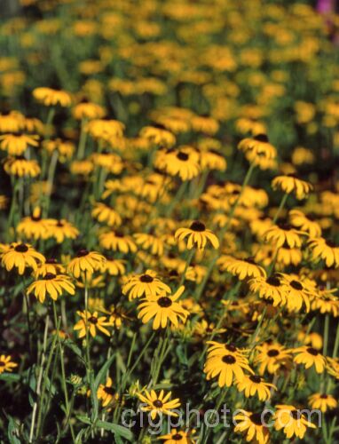 Rudbeckia fulgida var. deamii, a 60cm high, simple, single-flowered cultivar of a 1m tall, summer- to autumn-flowering perennial from the eastern United States. rudbeckia-2220htm'>Rudbeckia.