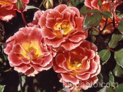 Rosa 'Rock 'n' Roll' ('Picasso' hybrid</i>), a Cluster-flowered (<i>Floribunda</i>) bush raised by McGredy of New Zealand in 1989. Also known as 'Tango'. Order: Rosales, Family: Rosaceae