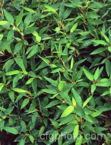 Okame. Zasa (<i>Shibataea kumasasa</i>), a densely shrubby bamboo native to Japan and nearby parts of China. It grows 05-18m tall shibatea-3305htm'>Shibatea. .