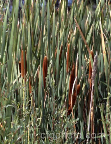 Raupo or Bulrush (<i>Typha orientalis</i>), a perennial that grows in shallow still water. This species is found in Southeast Asia,Australia and New Zealand typha-3379htm'>Typha. <a href='typhaceae-plant-family-photoshtml'>Typhaceae</a>.
