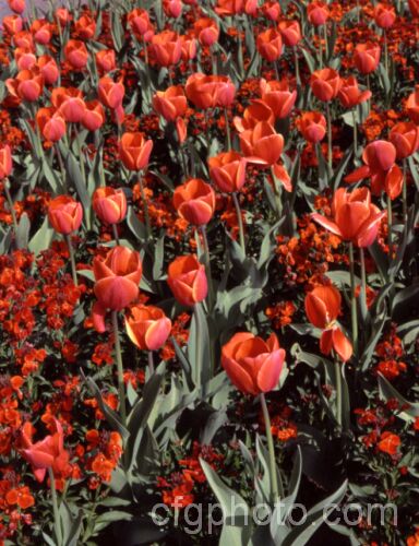 Tulipa 'Temple's Favorite' (<i>Category 5 x Single. Late</i>), a vigorous, large-flowered, strongly coloured tulip that grows to 75cm tall Widely regarded as the tallest hybrid tulip. Order: Liliales, Family: Liliaceae