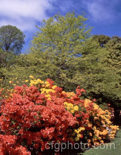 A group of deciduous azaleas