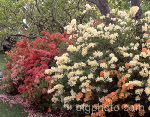 A group of deciduous azaleas