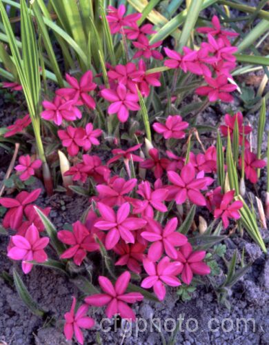 Rhodohypoxis baurii 'Appleblossom', a deep cerise pink-flowered cultivar of a low-growing, spreading. South African perennial with hairy, rather grass-like stems and masses of bright flowers in spring. It is shown here among the foliage of various bulbs