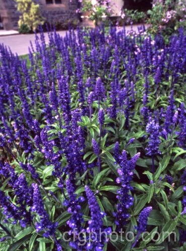 Dark blue-flowered Mealy Sage (<i>Salvia farinacea 'Victoria'), a cultivar of a southern North American perennial that is often used as a summer bedding plant. Order: Lamiales, Family: Lamiaceae