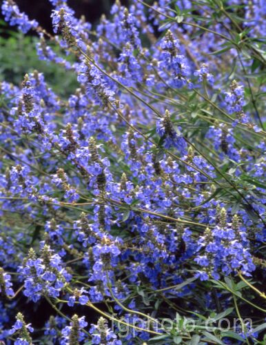 Salvia uliginosa, a vigorous, 2–25m tall, late summer- to autumn-flowering perennial from Brazil, Uruguay and Argentina. It is similar to the smaller, lighter-coloured and earlier flowering Salvia azurea. Order: Lamiales, Family: Lamiaceae
