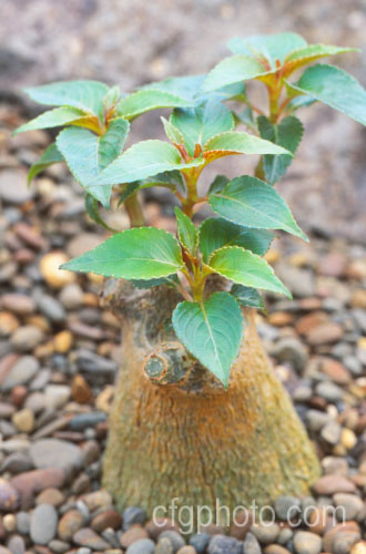 Impatiens tuberosa, a perennial or subshrub that is very unusual among its genus in having a swollen succulent stem that is used for water storage. Although only around 60cm high when mature, the swollen stem (caudex</i>) can be up to 30cm diameter. It has bright pink flowers. impatiens-2176htm'>Impatiens. <a href='balsaminaceae-plant-family-photoshtml'>Balsaminaceae</a>.