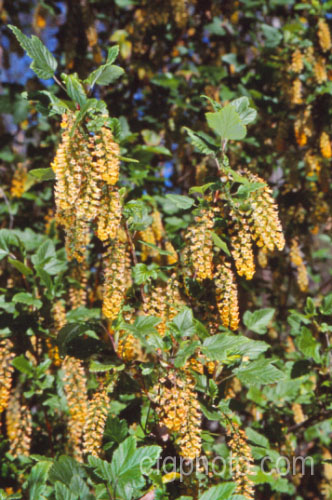 Ribes magellanicum, a golden-flowered, 2m tall, evergreen, late spring-blooming shrub native to the south of Argentina andChile