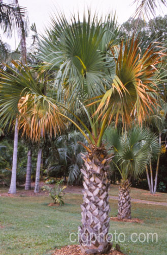 Puerto Rican Hat Palm (<i>Sabal causiarum</i>), a 16m tall fan palm native to Puerto Rico. It produces large sprays of cream flowers that are followed by abundant 1cm diameter black fruit. Order: Arecales, Family: Arecaceae