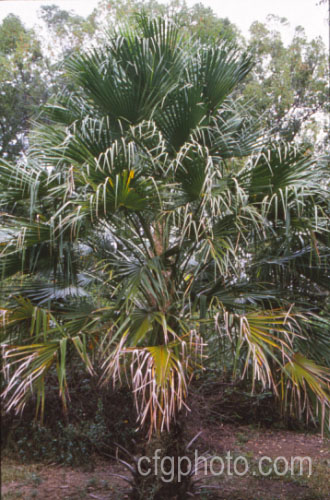 Raffia. Palm (<i>Raphia farinifera [syns. Raphia ruffia, Raphia kirkii]), bearing the longest leaves of any plant, this 21m tall palm is the source of raffia fibre. Not to be confused with the genus. Rhapis