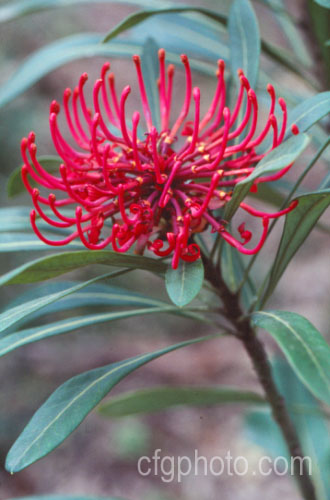 Tasmanian. Waratah (<i>Telopea truncata</i>), an evergreen shrub or small tree up to 8m tall It is native to moist hill areas of Tasmania and its flowerheads open from late spring. Order: Proteales, Family: Proteaceae