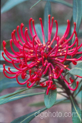 Tasmanian. Waratah (<i>Telopea truncata</i>), an evergreen shrub or small tree up to 8m tall It is native to moist hill areas of Tasmania and its flowerheads open from late spring. Order: Proteales, Family: Proteaceae