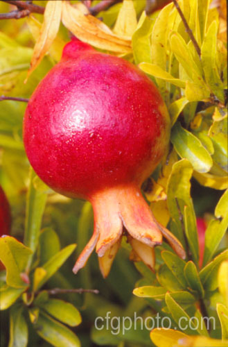 Maturing fruit of the Pomegranate (<i>Punica granatum</i>), a summer- and autumn-flowering 2 x 6m tall shrub or small tree. The fruit needs warm summers to mature. punica-2768htm'>Punica. <a href='lythraceae-plant-family-photoshtml'>Lythraceae</a>.