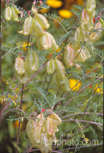 Order: Fabales, Family: Fabaceae
