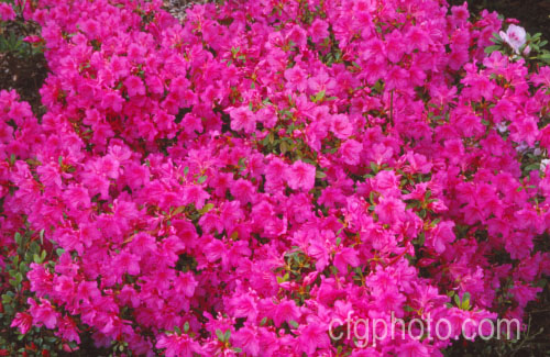 Rhododendron (evergreen azalea</i>) 'Isabel', a fairly low, spreading. Gable-Kaempferi hybrid of unknown origins, probably. Dutch