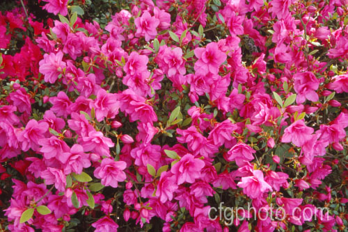 Rhododendron (evergreen azalea</i>) 'Double. Beauty' (double-flowered seedling x 'Vuyk's Scarlet'), a Kaempferi hybrid introduced by van Nes of Holland in 1966. It develops into a low, spreading bush