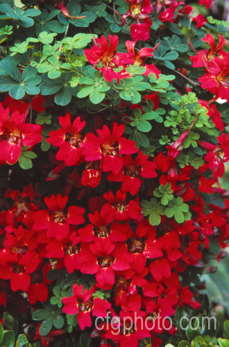 Flame. Nasturtium or Scottish. Flame. Flower (<i>Tropaeolum speciosum</i>), a vivid summer-flowering rhizomatous perennial climber native to Chile. It often naturalises in cool, moist conditions. tropaeolum-3375htm'>Tropaeolum. <a href='tropaeolaceae-plant-family-photoshtml'>Tropaeolaceae</a>.