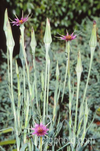 Salsify or Vegetable Oyster (<i>Tragopogon porrifolius</i>), a Mediterranean biennial sometimes grown for its edible parsnip-like root. The flowers open in the morning and close by midday. tragopogon-3364htm'>Tragopogon.