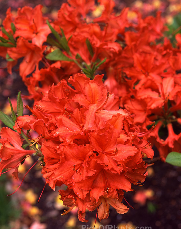 <i>Rhododendron</i> (deciduous azalea</i>) 'Brilliant', a Ghent hybrid dating from before 1896. Order: Ericales, Family: Ericaceae