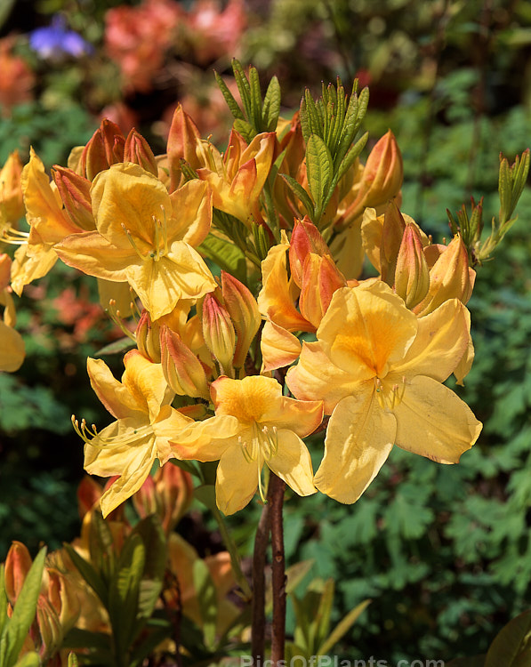 <i>Rhododendron</i> (deciduous azalea</i>) 'Sun Chariot', a Rothschild-raised Knap Hill hybrid sold to Waterers and introduced by them. Order: Ericales, Family: Ericaceae