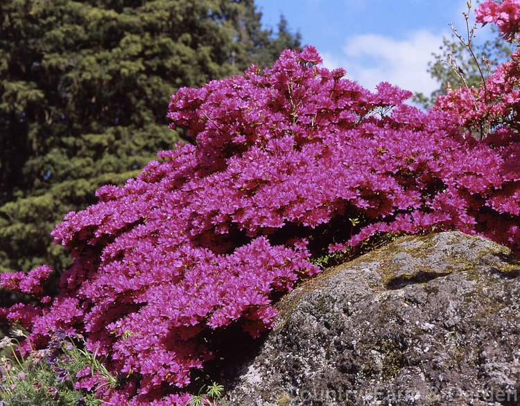 Rhododendron (evergreen azalea</i>) 'Kocho. No. Mai' (syn 'Butterfly. Dance'), a Kurume hybrid that grows to around 80cm high x 12m wide