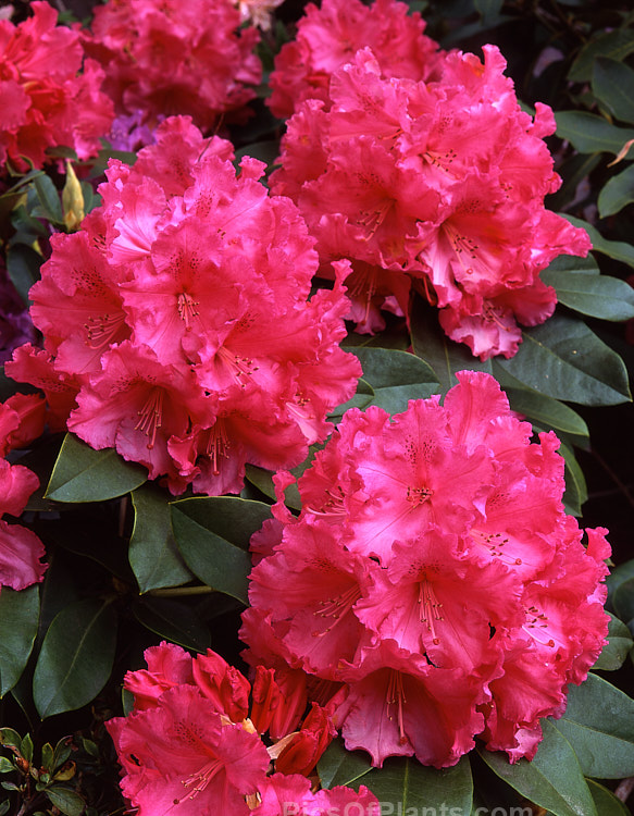 <i>Rhododendron</i> 'Anna-Rose Whitney' (<i>Rhododendron griersonianum</i> x 'Countess of Derby'), a 2-3m high shrub raised by Van Veen in the early 1950s and introduced by Whitney. Flowers up to 10cm wide. Order: Ericales, Family: Ericaceae