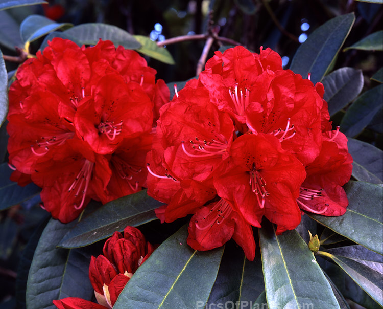 <i>Rhododendron arboreum</i>, an early-flowering, tree-like species widespread in the Himalayas and Southeast Asia. It has been very influential in the development of red-flowered hybrids. The flowers are usually deep red, but there are several natural varieties that vary in flower colour and growth habit. The degree of glossiness and darkness of the foliage also varies. Order: Ericales, Family: Ericaceae