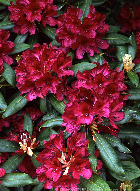 <i>Rhododendron</i> 'Black Sport', bred by American Ben Nelson, this hybrid is of uncertain origin but probably has <i>Rhododendron ponticum</i> in its background. Introduced in 1982, it has a very distinctive flower colour and equally dark foliage. Order: Ericales, Family: Ericaceae