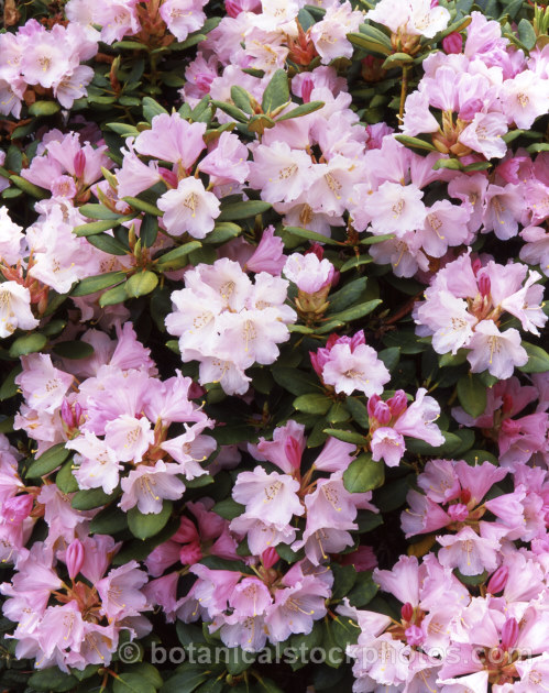 Rhododendron callimorphum, a compact, heavy-flowering shrub that grows to around 1m high x 1.5m wide. It is native to Yunnan and northwest Burma at around 2,500-3,500m
