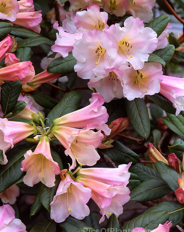 <i>Rhododendron</i> 'Countess of Haddington' (<i>Rhododendron ciliatum</i> x <i>Rhododendron dalhousiae</i>), bred before 1865, this hybrid has loose clusters of large, mildly fragrant flowers and slightly hairy foliage. Order: Ericales, Family: Ericaceae