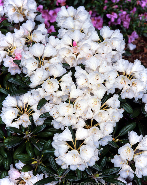 <i>Rhododendron degronianum</i> subsp. <i>yakushimanum</i> (syn. <i>Rhododendron yakushimanum</i>), a parent of many garden hybrids, this compact, relatively late blooming, heavy flowering shrub is a native of Yakushima Island off southern Japan. Order: Ericales, Family: Ericaceae