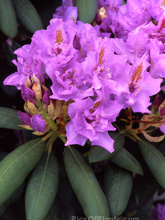 Rhododendron 'Fastuosum Flore Pleno' (<i>Rhododendron catawbiense x Rhododendron ponticum</i>), an old hybrid, raised before 1846, that is still one of the few semidouble or double-flowered rhododendrons. Order: Ericales, Family: Ericaceae